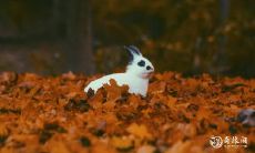 不同年份的生肖兔住宅楼层选择：分析87年属兔人应居何楼层最为旺盛