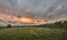 探讨女狗与哪些生肖最匹配,以及属龙男与女狗之间美好关系的发展趋势