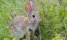 如何选择居住空间:东户与西户在家居风水方面的影响对于87年出生的属兔人士来说的禁忌与建议