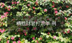 精准批判财政官员政策决策的实效与趋势:通过流年的案例分析