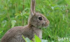 属兔人在选择住房时如何考虑楼层因素：是否住在四楼是最佳选项？