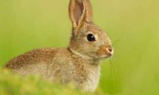 探究属兔人的婚姻与命运之间的关系，为何属兔人的婚姻在某些情况下会影响其命运，而在其他情况下则可能对其带来好运？