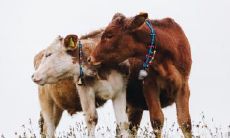 属牛的人在买房时应避免住在四楼,这个买房禁忌适用于1985年出生的人群