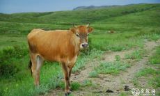 让你的财运更上一层楼：根据五行缺失选择居住楼层，多维度解读85年生肖牛的风水买房最佳指南！