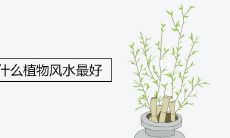 什么样的植物适合放置在领导办公室中以获得最佳风水效果?