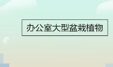 适合放置在办公室的大型盆栽植物有哪些种类可以选择?