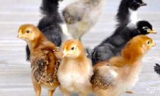 属鸡的2023年是否有望成功怀孕?孕妇相关的千万不能忽视的注意事项