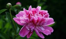 探秘风象星座的讨人喜欢的优势:你知道有哪些吗?