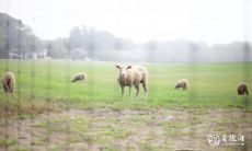 2023年农历属羊人生育问题研究:能否成功怀孕?如何避免孕期的大忌?