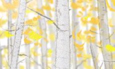 射手座情人节恋爱攻略：完美送花手册！