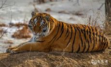 2023年属虎的女性是否有可能怀孕?若意外怀孕,会影响孩子的灵气吗?