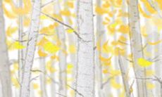 如何在2014年八月确定合适的安葬吉日?—一份详尽指南