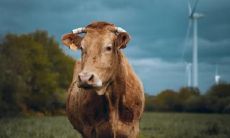 属于85年的牛者,您认为住在东户或西户更为适宜?另外,据您所知,属牛的人住在哪一层楼更容易获得整体的好运势呢?