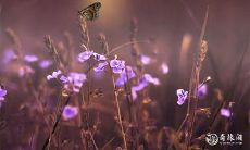 在不同文化中,四柱披麻的意义有何不同?了解披麻煞的查法,彰显尊重与关怀