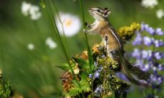 1972年生肖属鼠的人是否存在更高的离婚率倾向？