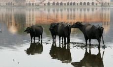 今年46岁属牛人，根据1973年出生年份，您的运程如何呢？让我们来探究一下！