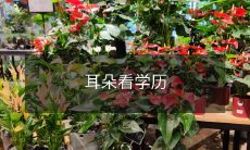 一个人的职业期望和收入水平随学历的提高而提高,耳朵似乎比视力更好地反映了学历水平