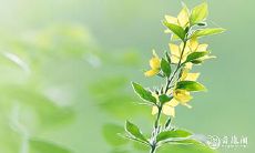 如何判断神煞的强度及最具利益的神煞推荐