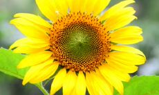 如何应对风象星座之间的相生相克现象以保持良好的人际关系、提升合作效率及避免潜在冲突?