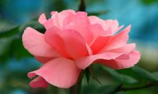 究竟如何?——揭秘据说鼻头上长痣的女性会拥有旺夫命的神秘面相