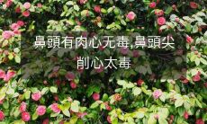 鼻尖过于削尖,心中太毒;相反,鼻尖略有肉感,心中无毒