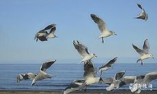 如何注意和处理家中突然出现的猫头鹰?猫头鹰进宅应该注意哪些方面?