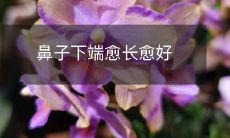 鼻子下端的长度与美观相关,愈长愈佳?