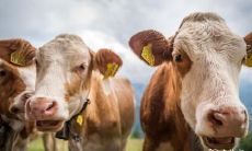 女牛与男牛的婚姻关系究竟如何?从性格特点角度来看,两者有哪些异同之处?