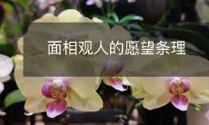 深入探究面相学解读人格，实现观察他人愿望的有条不紊的步骤