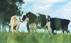 依据五行学说,将85年出生的属牛人安排在多少层楼居住最为吉利?