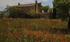 寻找最佳配对:男龙的最佳搭档是哪个生肖?揭秘命运相合的生肖鸡与龙的完美配合之道