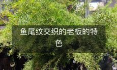 面容 - 揭示鱼尾纹错综交错的老板独特面部特征