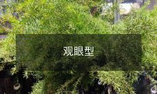 不同的人群如何选择适合自己的眼镜:从眼型、面型、个性、职业、场合等多个因素出发的全面考虑