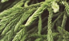 女鸡和哪个生肖最搭?属牛男绝对是完美匹配!