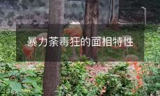 暴力成性的面貌特征：暴戾肆虐的迹象及其与人类心理的关联