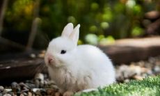 能否成为合格的司机？属兔人是否会在什么时候迎来好运？