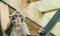 如何利用八十年属猴七楼的颜色、摆设和方位来化解犯太岁的影响?并顺便探寻八十年属猴的吉利方位在哪里?