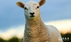 能够让属羊称霸行业巅峰的星座及其擅长从事的行业是什么？