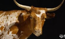 85年属牛的购房指南:挑选住宅楼层考虑及其他事项