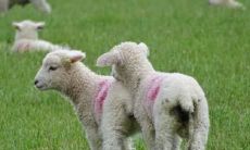 究竟属羊的人可以从事哪些生意最具前景?而导致生意惨淡的风水是什么?