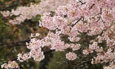 早春降生的女婴命运轨迹:中年时期持续财源广进的运势分析