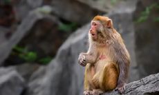 属猴80年出生者,住在8楼是否最佳选择?根据生肖学,猴宜居多少楼层最幸运?