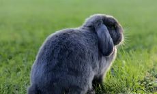 撞兔子会带来好运?养兔子影响命运?驾车遇兔子是祸还是福? 一一揭开汽车与兔子之间的命运关联