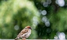 开车撞到鸟后的身体反应和治疗方法;养鸟时需要关注的重要事项