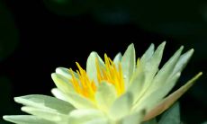 如何停止与风象星座中的双子座在一起后几乎无法分离的牢固情感纽带?