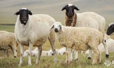 79年属羊的人住在四楼是最吉祥的居住地点吗?