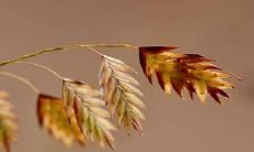 当年柱披麻的时候，如何避免在婚嫁择日时犯披麻煞的迷信？