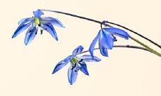 哪种颜色会带来聚财和财运？黄金和黑色的组合是否具有象征意义？