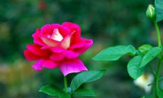 如何处理火象星座与风象星座的关系才能实现和谐共处?