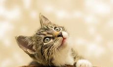 捡回家的猫的风水学说:究竟哪种颜色的猫招财最旺?